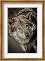 Wolf in the Water II Fine Art Print
