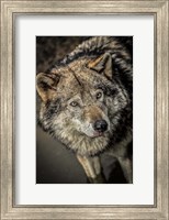 Wolf in the Water II Fine Art Print