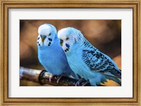 Blue Birds Fine Art Print