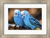 Blue Birds Fine Art Print