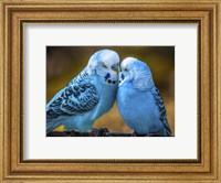 Blue Birds II Fine Art Print