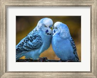 Blue Birds II Fine Art Print