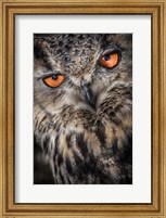 Owl Close Up Fine Art Print