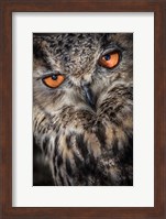 Owl Close Up Fine Art Print