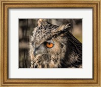 Owl Close Up II Fine Art Print