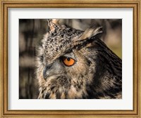 Owl Close Up II Fine Art Print
