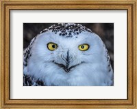 Evil Owl Fine Art Print
