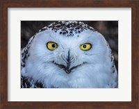 Evil Owl Fine Art Print