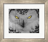 Evil Owl II Black & White Fine Art Print