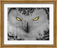 Evil Owl II Black & White Fine Art Print