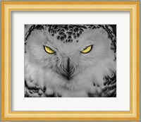 Evil Owl II Black & White Fine Art Print