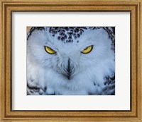 Evil Owl II Fine Art Print