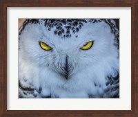 Evil Owl II Fine Art Print