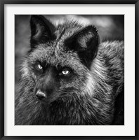 Silver Fox Black & White Fine Art Print