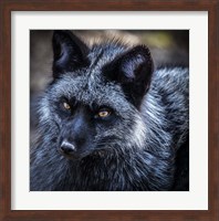 Silver Fox Fine Art Print