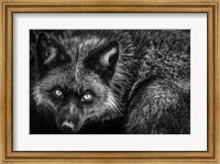 Silver Fox II Black & White Fine Art Print