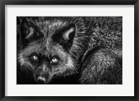 Silver Fox II Black & White Fine Art Print