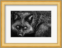 Silver Fox II Black & White Fine Art Print