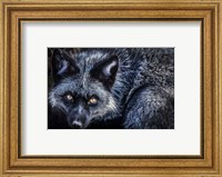 Silver Fox II Fine Art Print