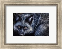 Silver Fox II Fine Art Print