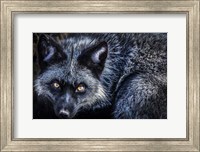 Silver Fox II Fine Art Print