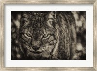 Lynx Front Sepia Fine Art Print
