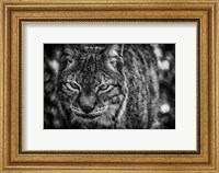 Lynx Front  Black & White Fine Art Print