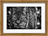 Lynx Front  Black & White Fine Art Print