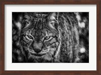 Lynx Front  Black & White Fine Art Print