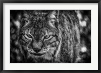 Lynx Front  Black & White Fine Art Print