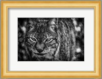 Lynx Front  Black & White Fine Art Print