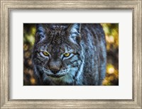 Lynx Front Fine Art Print