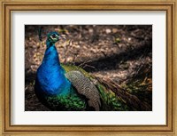 Peacock II Fine Art Print