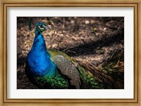 Peacock II Fine Art Print