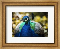 Peacock III Fine Art Print