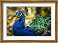 Peacock IV Fine Art Print
