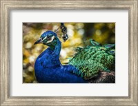Peacock IV Fine Art Print