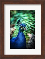 Peacock V Fine Art Print