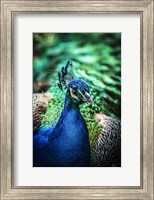 Peacock V Fine Art Print