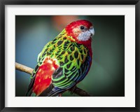 Colorfull Bird Fine Art Print