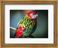 Colorfull Bird Fine Art Print