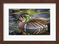 Colorfull Duck Fine Art Print