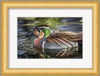 Colorfull Duck Fine Art Print