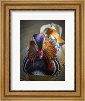 Mandarin Duck II Fine Art Print
