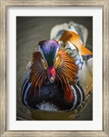 Mandarin Duck II Fine Art Print