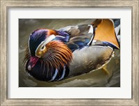 Mandarin Duck III Fine Art Print