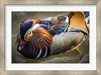 Mandarin Duck III Fine Art Print