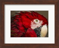 Ara Parrot Close Up Fine Art Print