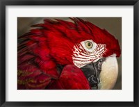 Ara Parrot Close Up Fine Art Print