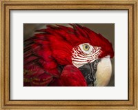 Ara Parrot Close Up Fine Art Print